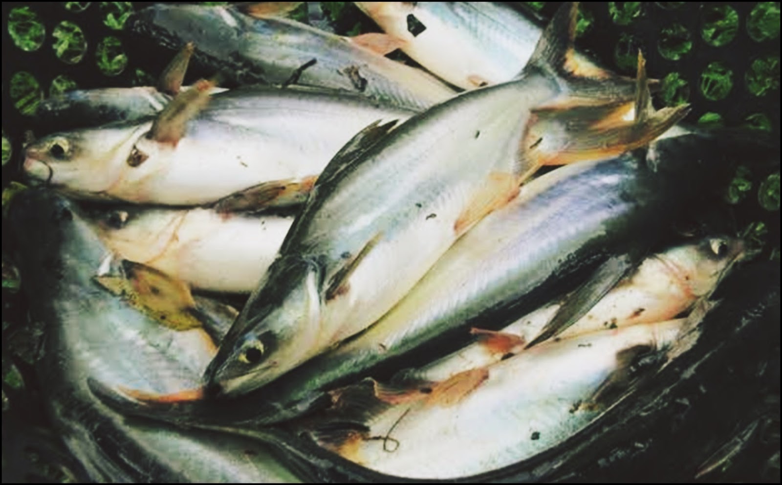 Inilah Supplier Jual Ikan  Patin di Jogja 2022 1 JUAL  