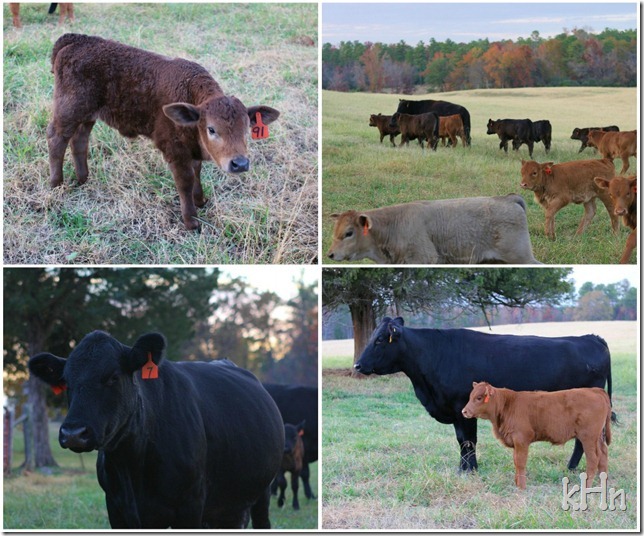 cows