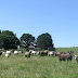 History Of Agriculture And Dairy Farming In New Zealand