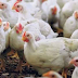 Tips Membuat Pakan AYAM ORGANIK Termurah Untuk Ayam Pedaging (Broiler) Cara Membuat Pakan Ternak Ayam