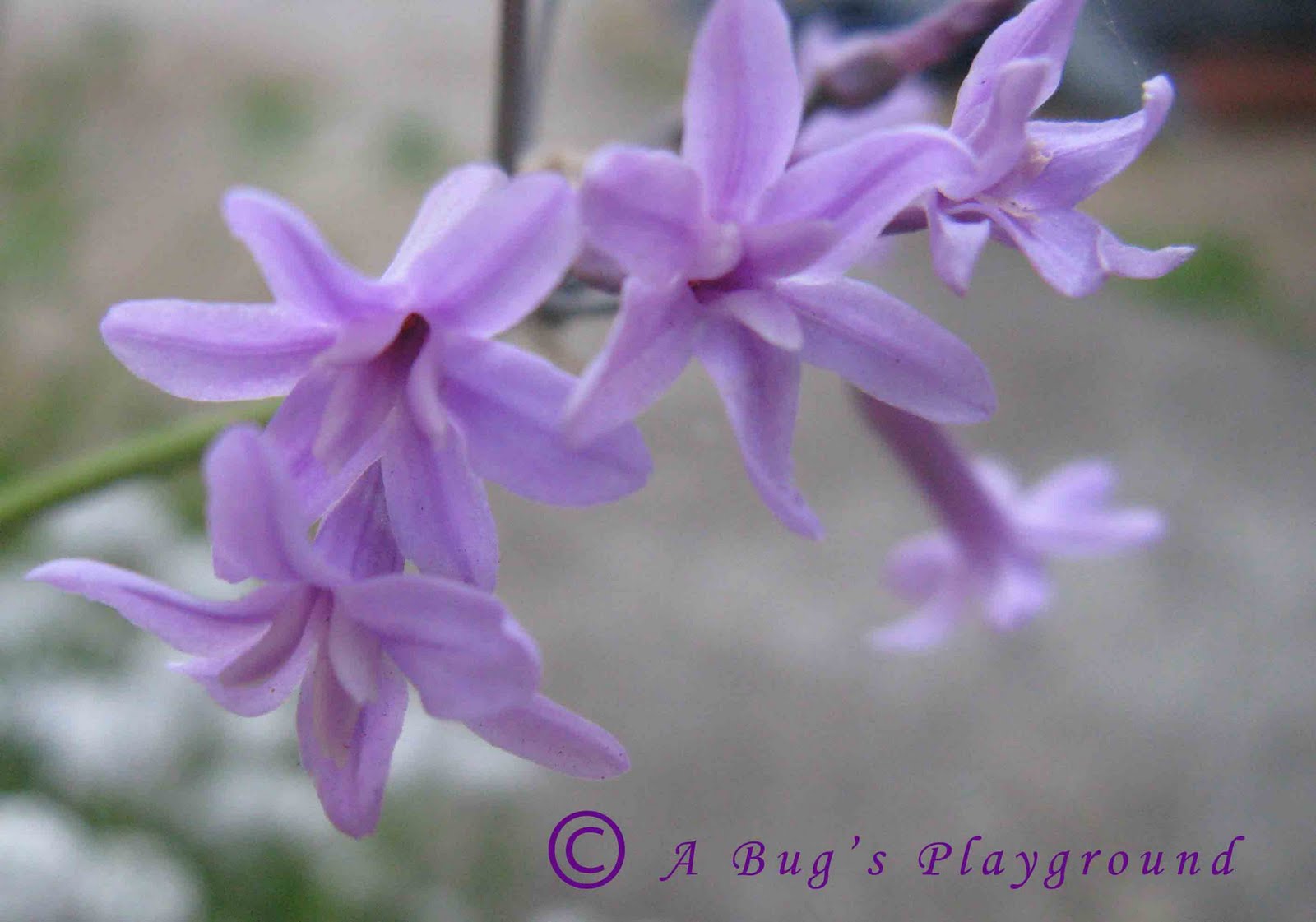 Chive Flowers