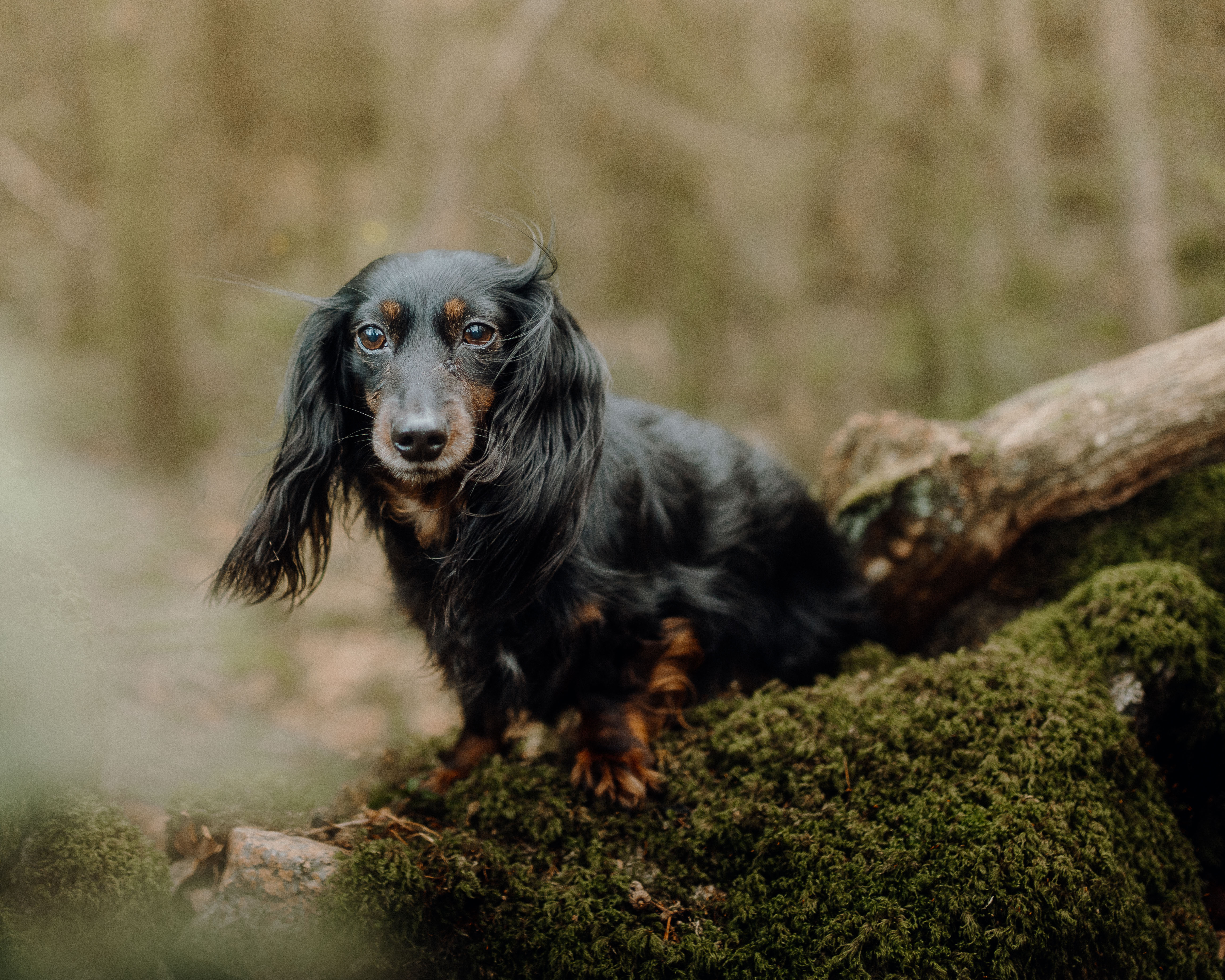 dachshund on a log liquid grain hetty