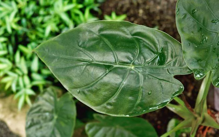 Alocasia Wentii crescendo em jardim sombreado com folhas úmidas pela rega.