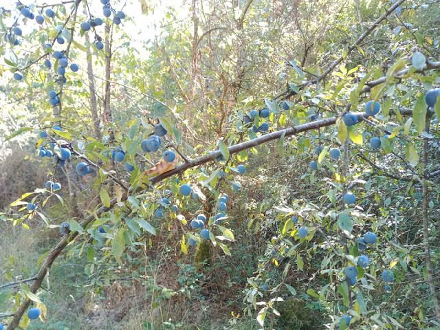 Sloes on Blackthorn Prunus spinosa, Indre et Loire, France. Photo by Loire Valley Time Travel.