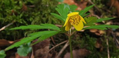 Anémone fausse renoncule (Anemone ranunculoides)