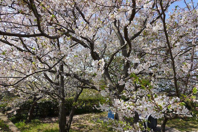 鳥取県西伯郡大山町御来屋 展望台のソメイヨシノ桜