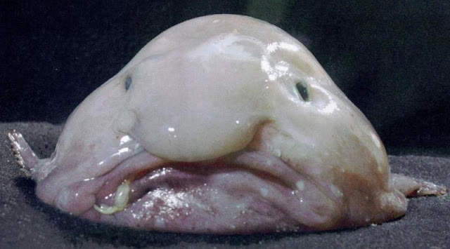 8 Ugliest Animals in the world