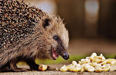 Information on the animal Groundhog