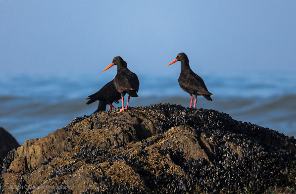African oystercatchers Blougbergstrand Cape Town Vernon Chalmers Photography