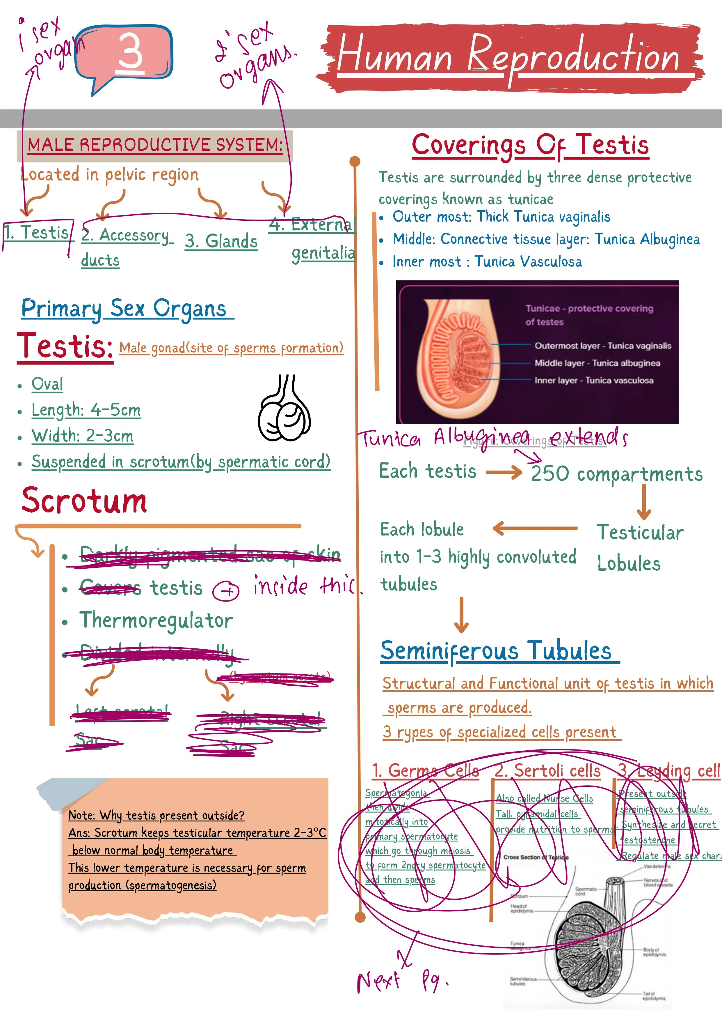 Human Reproduction NCERT NOTES
