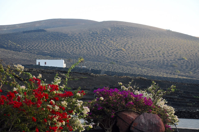 La Geria_Lanzarote_Boarborn