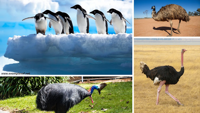 Examples of Flightless Birds