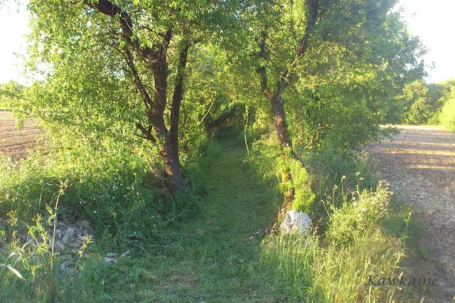 Petit rouillac à Douzat