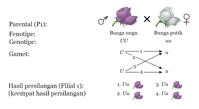 Bagan Persilangan Monohibrida