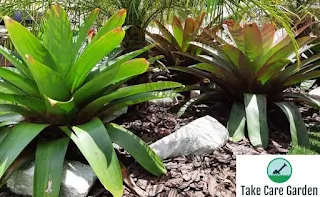 Bromelia Imperial: The Ultimate Tropical Plant for Your Home