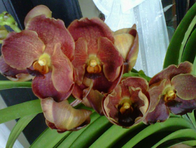 Orkid Vanda