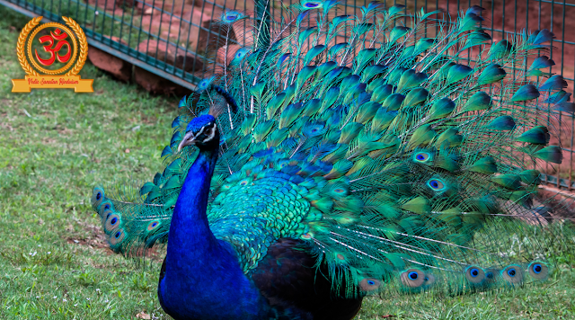 “    “ A man formerly fed a peacock with a lozenge of opium at four o’clock in the autumn. The coming day, exactly at that time, the peacock came back. It had felt the intoxication of the medicine and returned just in time to have another cure. ”    — Sri Ramakrishna( Gospel,p. 90)    When we like commodity, we want further of it. Mahendra Nath Gupta discovered life- transubstantiating wisdom in his veritably first visit to Sri Ramakrishna. He was so captivated that he went there a alternate time, and also a third time. When he came again for his fourth visit, Sri Ramakrishna ate him with, “ There! He has come again. ” also he recited the story of the peacock, transferring everyone into clangs of horselaugh.      Mahendra enjoyed the analogy. He latterly wrote in his journal that “ indeed at home he'd been unfit to banish the study of Sri Ramakrishna for a moment. His mind was constantly at Dakshineswar and he'd counted the twinkles until he should go again ”( Gospel,p. 90). M, as Mahendra came more known, continued his visits until, and beyond, Sri Ramakrishna’s mahāsamādhi( 1886), lifelessly took notes of everything he heard, and meditated for hours,re-living his moments with Sri Ramakrishna.       M turned to Ramakrishna, it converted his life and, times latterly, also the lives of the compendiums of his journal, which took the form of The Gospel of Sri Ramakrishna. A question for you and me is what are the kind of effects to which we turn again and again? Like the opium did to the peacock, what's it that we're drawn to? What takes the place of opium for us?      It's delicate to speak of opium these days and not suppose of what's now known as “ the opioid extremity, ” which has claimed thousands of American lives and has several millions suffering from opioid use diseases. The extremity began in the late 1990s when pharmaceutical companies assured the medical community that opioid pain relievers weren't addicting and healthcare providers began to define them at lesser rates. The result was an dependence epidemic. It's still raging but not being talked about important, because the covid epidemic has been drawing all the attention in the once many months.       The verity is that everything, not just opioids, can be addicting. Some dependences destroy physical health and may lead to indeed death. Other dependences can affect the mind in manifold ways. Dependences are lowered upon only when their goods come palpable and are set up to be destructive in some way. numerous dependences work quietly, under cover, and it may be months or times before their goods come conspicuous. We may not indeed fete these as dependences .      There's nothing terribly awful in having a mug of coffee every morning. In fact, it seems just the perfect thing to do! Or reading the New York Times. Or harkening to NPR or BBC every now and also. Or following a favorite platoon’s games. Or probing the net. Or shopping. Or checking the social media( maybe too) frequently. Or enjoying succulent food a bit too much. Or doing the crossword. Or being a movie buff. All supposedly inoffensive conditioning — until we realize the investment we're making in them in terms of time and energy. At some point, hopefully not too late, we may have to ask, is it really worth it?       When I depend on anything outside of myself, I am whether I like it or not, whether I know it or not — compromising my freedom in someway.However, there's always the possibility that I'll be separated from it sooner or latterly, If the source of my happiness is outdoors. Whatever I consider to be “ mine ” can be taken down from me. That's the law of life what comes, also goes. effects come together only to be separated. When separation occurs, misery is the result. Ask longtime smokers what happens when they run out of their stock of cigarettes — or worse, when they're told by their croaker   that they should quit.      Not every disappointment at separation from what we depend on is huge, but since we depend on numerous effects, all these minor bummers, regrets, annoyances, and sorrows ultimately add up. We may try to overcome them or ignore them by constantly hunting for ways to distract us and to keep us happy. But it’s a losing battle. ultimately utmost people give up and totter through life helplessly, pretending to be happy, but living with little to hope for and important to lament.       Since we can not but get attached to effects that make us happy and generally get addicted to them, why not at least try to acquire good dependences ? A “ good dependence ” may feel like an oxymoron, but may be it's not. Some dependences can, in fact, be good for me the kind of dependences that will exclude other dependences and — this is important — exclude themselves as well when the time comes.      Consider the dependence to spiritual life.( You knew this was coming, did n’t you?) Reading about or seeing the joy endured by spiritual campaigners especially by those we fete as saints and mystics it is natural to aspire for that kind of joy for oneself. To get that joy I ’ll need both study and practice. My attachment to scriptural study, prayer, deification, contemplation, and selfless service will involve investing my time and energy in them. This would mean lower time and energy available to give to my present dependences . When I begin to witness real joy in my spiritual practice, I ’ll naturally invest indeed further time and energy into it, getting “ addicted ” to spiritual life. In a natural kind of way, my other dependences will suffocate and vanish.       The deepening of spiritual life is a canted process of discovering that God is no longer as distant a figure as was formerly imagined. The deeper my spiritual life becomes, the near God and I get — until at last we can not get any near without the “ we ”vanishing.However, I ’ll aspire to find my true tone, If my approach to spiritual life is primarily private. In that case, spiritual life for me will mean my present pride- centered tone searching for my true tone( ātman), the two ultimately coming so perilously close that they can no longer be “ two. ”      What remains when the “ we ” or the “ two ” disappears? It's insolvable to express it in words. At that stage, says the Bṛhadāraṇyaka Upaniṣad(2.4.14)       यत्र वा अस्य सर्वमात्मैवाभूत्तत्केन कं जिघ्रेत्, तत्केन कं पश्येत्, तत्केन कं श्रुणुयात्, तत्केन कमभिवदेत्, तत्केन कं मन्वीत, तत्केन कं विजानीयात्?      Yatra vā asya sarvam ātmaiva abhūt tat kena kaṁ jighret, tat kena kaṁ paśyet, tat kena kaṁ śruṇuyāt, tat kena kaṁ abhivadet, tat kena kaṁ manvīta, tat kena kaṁ vijānīyāt?       But when to him( the knower of Brahman) everything has come the tone, also what should one smell and through what, what should one see and through what, what should one hear and through what, what should one speak and through what, what should one suppose and through what, what should one know and through what?      When only the bone   remains, it matters little whether the bone   is called God or the tone. There's nothing to smell, nothing to see, nothing to hear, nothing to speak, nothing to suppose, and nothing to know, and most importantly, there's no need to do any of these effects because I am yes, I'm the bone   ! — immersed in indefinable bliss and horizonless freedom. In that state, there's neither any reason nor any possibility to be addicted. There's no longer any “ opium ” and the peacock is no longer the peacock. Its form( rūpa) and name( nāma) vanish, leaving before only horizonless being( sat), consciousnesss( cit), and bliss( ānanda).       At present, however, we're in the realm of the “ we ” and the “ two ” — and there are effects around to smell, to see, to hear, to speak, to suppose, and to know. Whatever and whoever bring me happiness, I'm going to get attached to them and, no matter how hard I try, I'm going to get addicted to them. It's possible, of course, to not get addicted at each, but that's superdifficult. Unknown to us some dependences will creep in subtly indeed if we're suitable to keep numerous other dependences at bay.      What we can do is examine our present dependences , assess how important time and energy they consume, and ask if they're worth the trouble — while flashing back that every day we move a day closer to death. The timepiece is ticking, we're growing, and the timepiece can( and will) stop suddenly without warning. Wisdom consists in diverting as important time and energy as possible to commodity that has no strike and is guaranteed to bring both freedom and happiness — in other words, a robust spiritual life. That’s the “ opium ” we need.