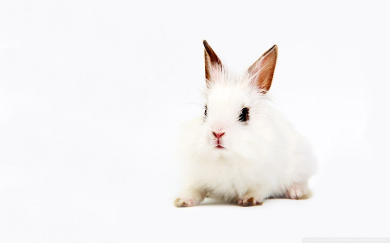 white_bunny_2-wallpaper-960x600.jpg