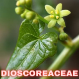 Dioscoreaceae Wild Plants