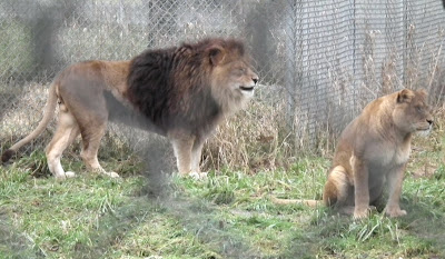 Greater Vancouver Zoo - Lions