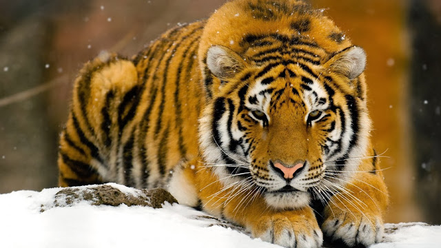 Best Tiger HD Wallpaper Free