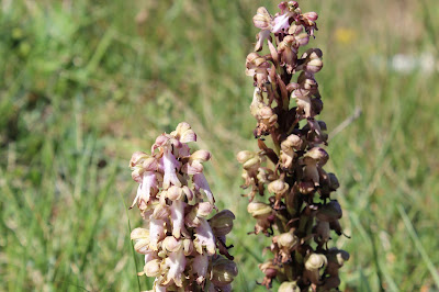 Hyacintorchis - Himantoglossum robertianum