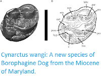 http://sciencythoughts.blogspot.co.uk/2016/08/cynarctus-wangi-new-species-of.html