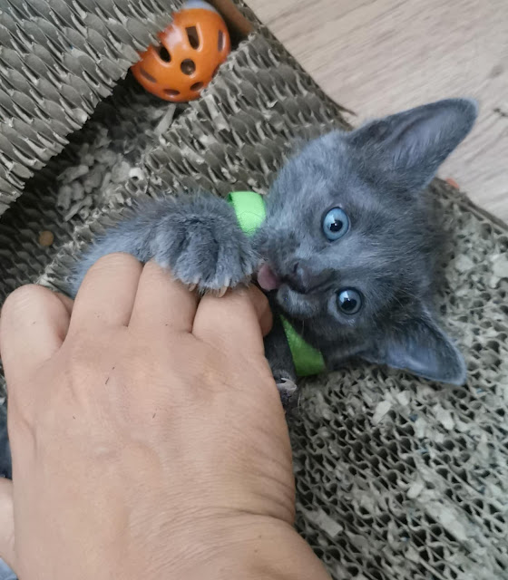 GATOS GRISES RUSO AZUL GATITOS EN ADOPCION EN LIMA PERU