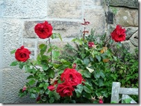 19 rose