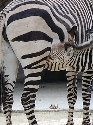 Antwerpen: in de zoo: zebra's