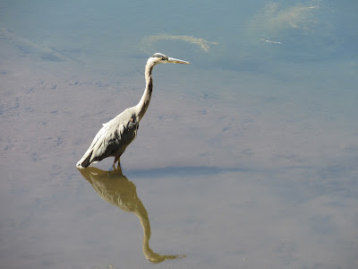 great blue heron lake siskiyou mt shasta california