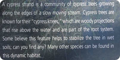 cypress knees