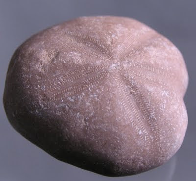 Fossil Sea Urchin / Echinoid