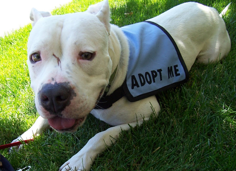 adorable photo of white pit bull francie hunkered down on the grass, mouth open slightly to show just a touch of her pink tongue, she is wearing a slate blue jacket that says adopt me in black lettering; she has a couple nasty red scratches between her eyes