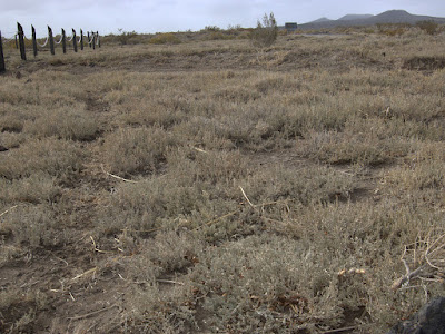 Atriplex boecheri