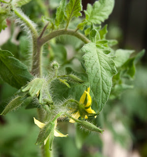 Blossoming German Green tomato plants