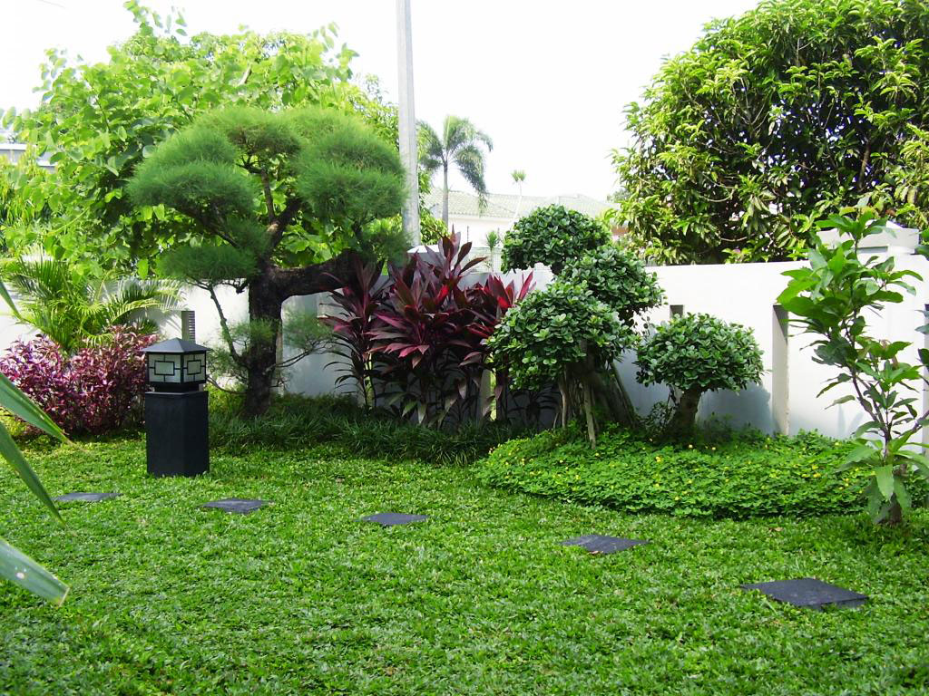 JENIS RUMPUT TAMAN