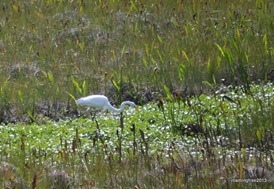 Egret Hunting
