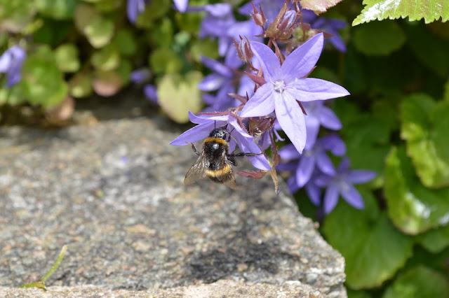 Silent Sunday: Bumblebee