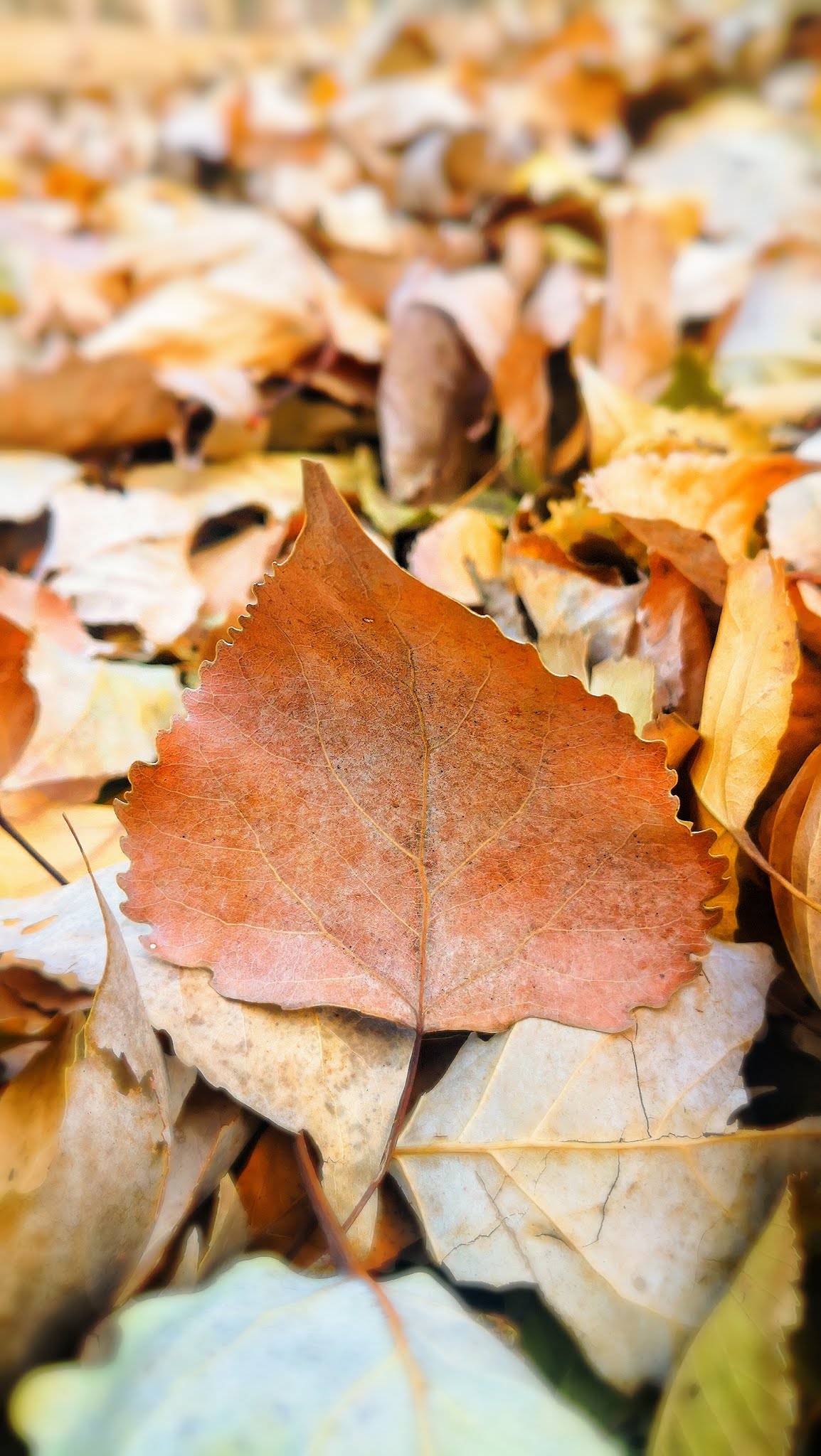 autumn leaves and warm sunset