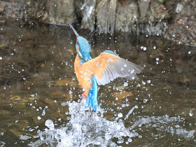 カワセミの水面飛出し3-2/3 黒目川 Canon EOS R7にて撮影