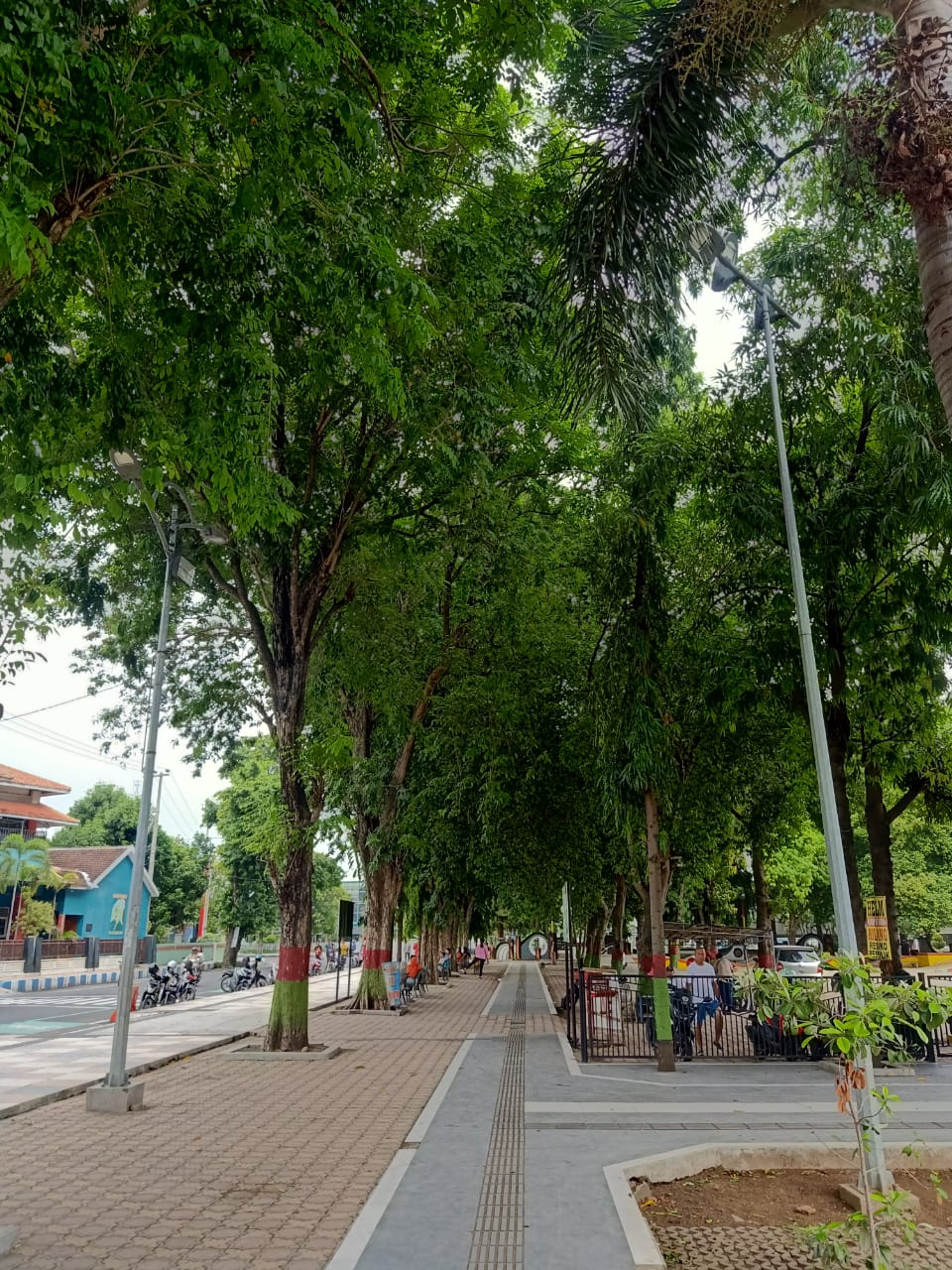 Pohon angsana alun-alun Situbondo