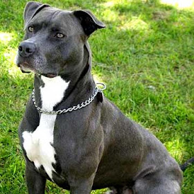 American Pitbull Terrier Image