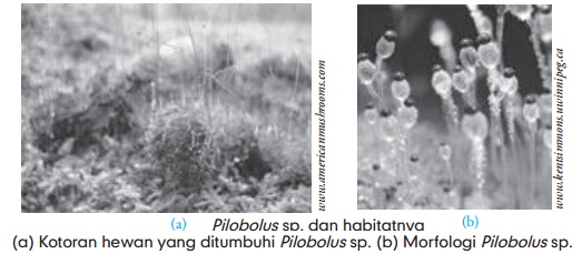 Ciri Ciri Jamur Zygomycota Contoh  Zygomycota Gambar dan 