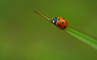 Lady Bug Wallpapers