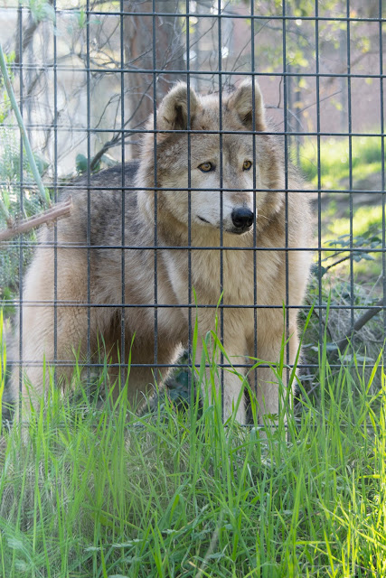 Animal Rescue conservation Folsom California Fur Zoo wildlife nature howl 