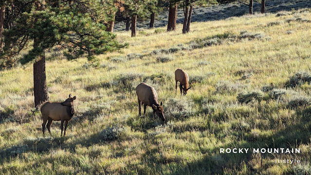 科羅拉多Trail Ridge Road - Elk
