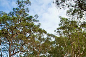 Family Camping at Lane Cove National Park Sydney