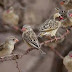 Quelea birds destroy crops in 4 northern states