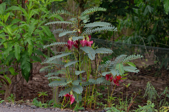Robinia grandiflora
